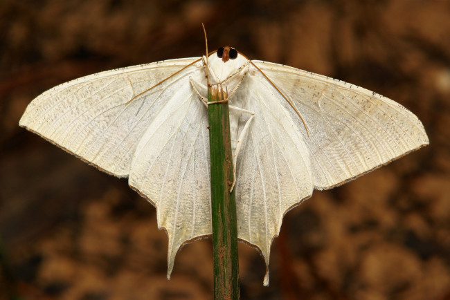 Обои картинки фото животные, бабочки,  мотыльки,  моли, травинка, мотылёк, моль, макро, itchydogimages, крылья