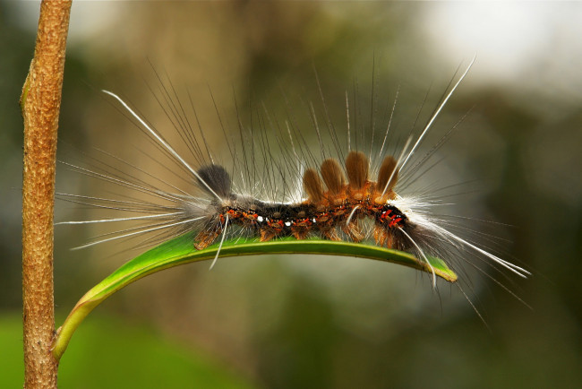 Обои картинки фото животные, гусеницы, макро, itchydogimages, лист, гусеница