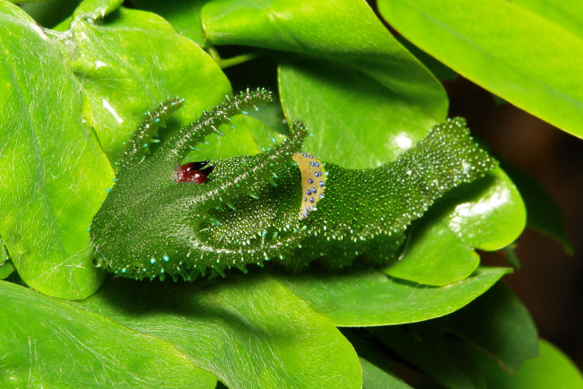 Обои картинки фото животные, гусеницы, необычная, гусеница, лист, насекомое, макро, itchydogimages