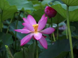 Картинка цветы лотосы макро листья фон лепестки