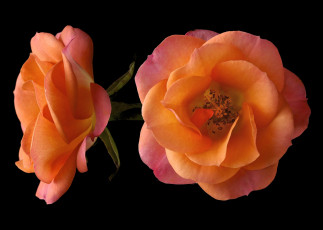 Картинка цветы розы черный фон