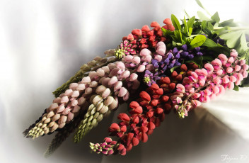 Картинка цветы люпин букет макро