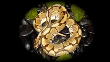 Картинка животные змеи +питоны +кобры гнездо змея