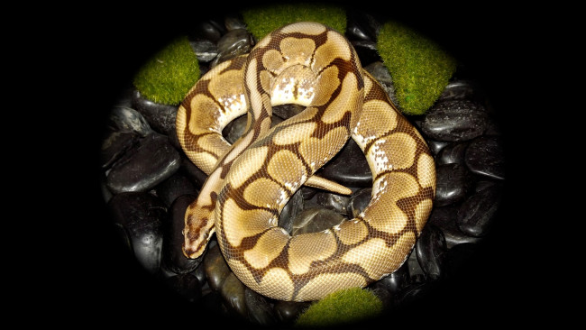 Обои картинки фото животные, змеи,  питоны,  кобры, гнездо, змея