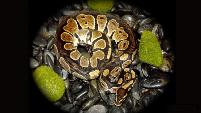 Обои картинки фото животные, змеи,  питоны,  кобры, гнездо, змея