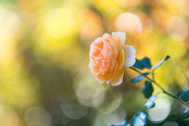 Обои картинки фото цветы, розы, макро, лепестки, бутон, роза