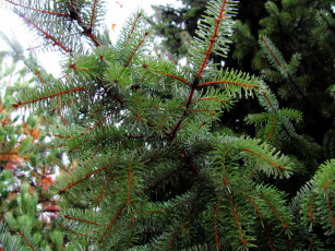 Картинка природа деревья ветки