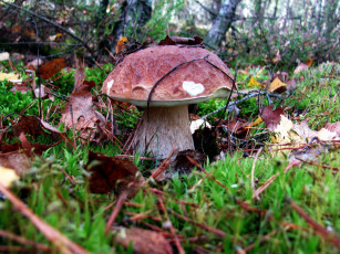 Картинка природа грибы боровик