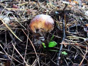 Картинка природа грибы боровик