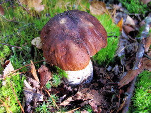 Картинка природа грибы боровик