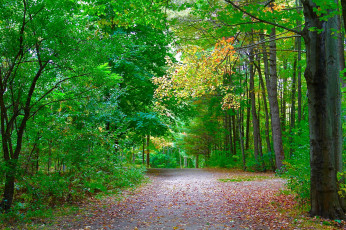 Картинка природа дороги тракт