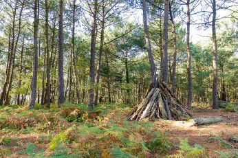 Картинка природа лес деревья