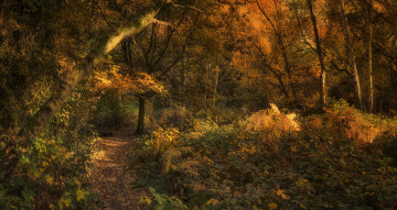 Картинка природа лес деревья