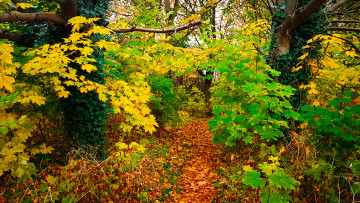 Картинка природа лес деревья