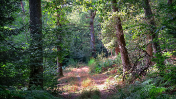 Картинка природа лес деревья