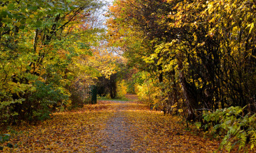 Картинка природа дороги тракт