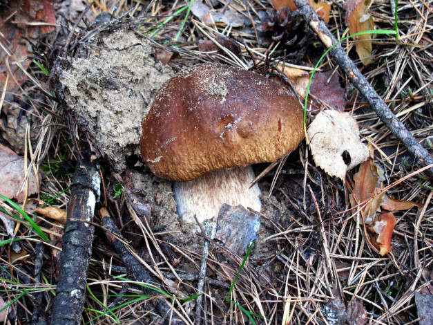 Обои картинки фото природа, грибы, боровик