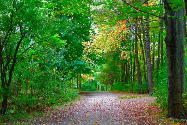 Обои картинки фото природа, дороги, тракт