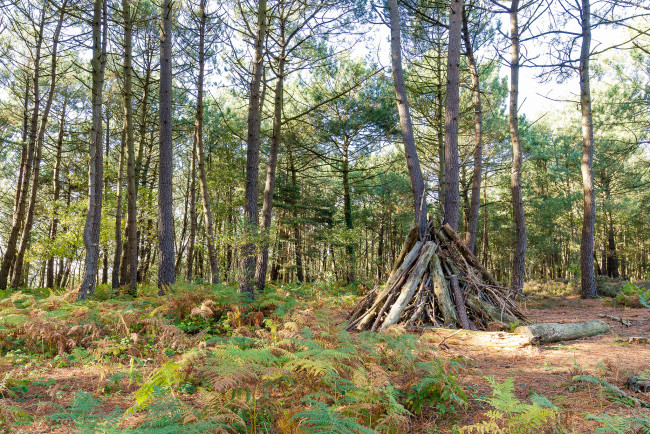 Обои картинки фото природа, лес, деревья