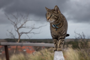 Картинка кот животные коты