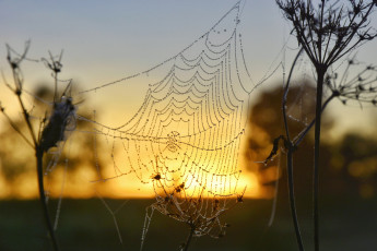 Картинка природа макро простор