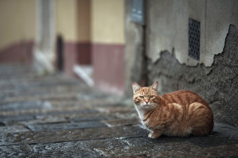 Картинка кот животные коты