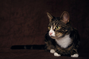 Картинка кот животные коты