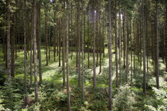 Картинка природа лес простор