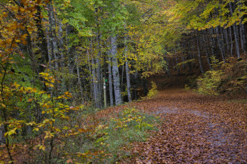 Картинка природа лес простор