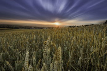 Картинка природа поля простор