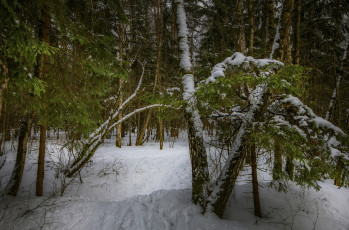 Картинка природа зима простор