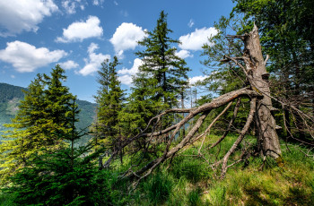 Картинка природа лес простор