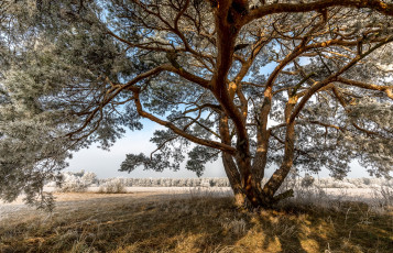 Картинка природа деревья простор