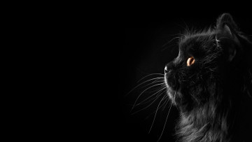 Картинка кот животные коты