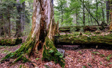 Картинка природа лес простор