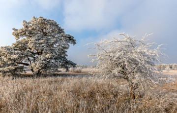 Картинка природа деревья простор