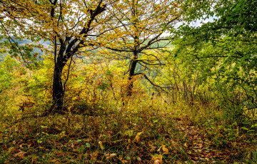 Картинка природа лес простор