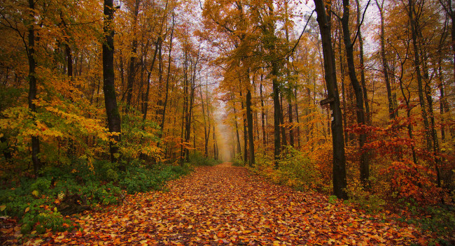 Обои картинки фото природа, лес, простор