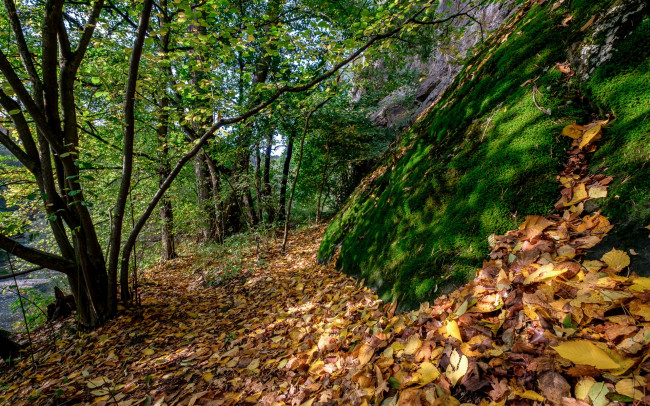 Обои картинки фото природа, лес, простор