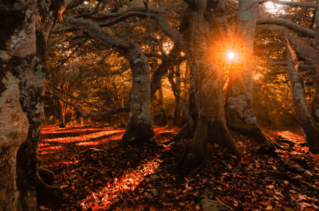 Обои картинки фото природа, лес, простор