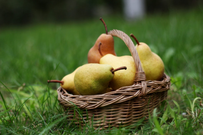 Обои картинки фото еда, груши, урожай, трава, корзинка, фрукты