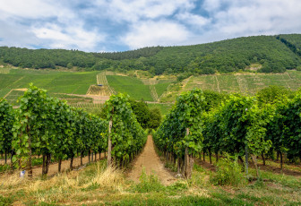 Картинка природа деревья простор