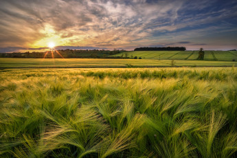 Картинка природа поля простор