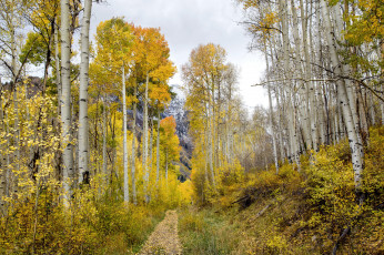 Картинка природа лес простор