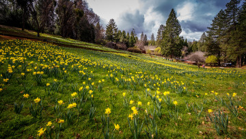 Картинка природа луга простор