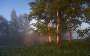 Картинка природа лес простор