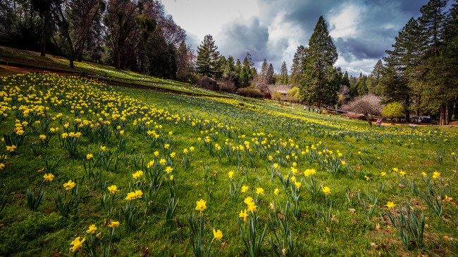 Обои картинки фото природа, луга, простор