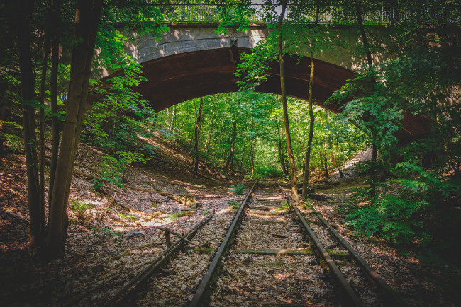 Обои картинки фото природа, лес, простор