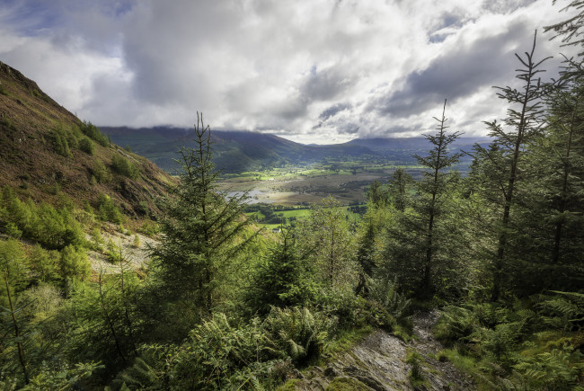 Обои картинки фото природа, лес, простор