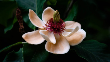 Картинка цветы магнолии макро магнолия розовая